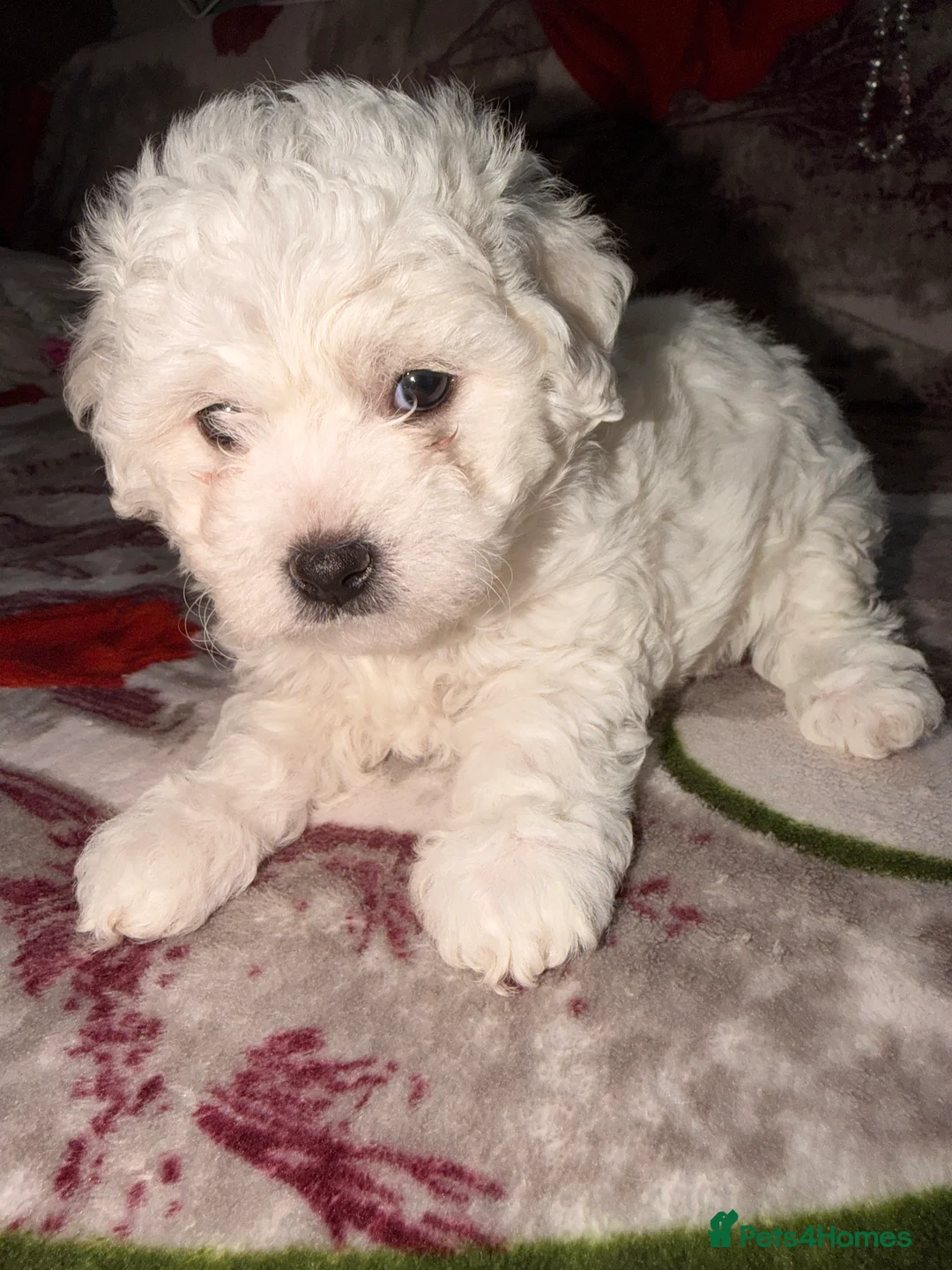 Bichon Frise dogs for sale: The Pedigree Club Bichon Frise Puppies - Advert 3
