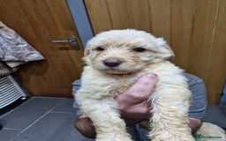 Labradoodle dogs for sale: Large standard labradoodles - Image 7