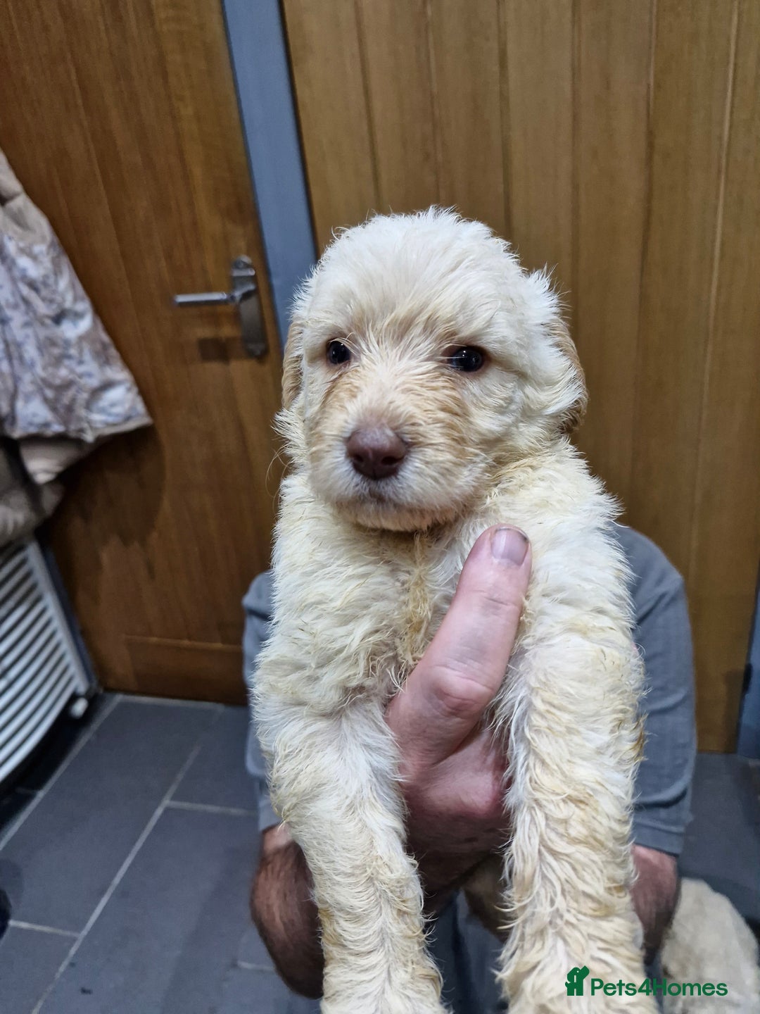 Labradoodle dogs for sale: Large standard labradoodles - Image 7