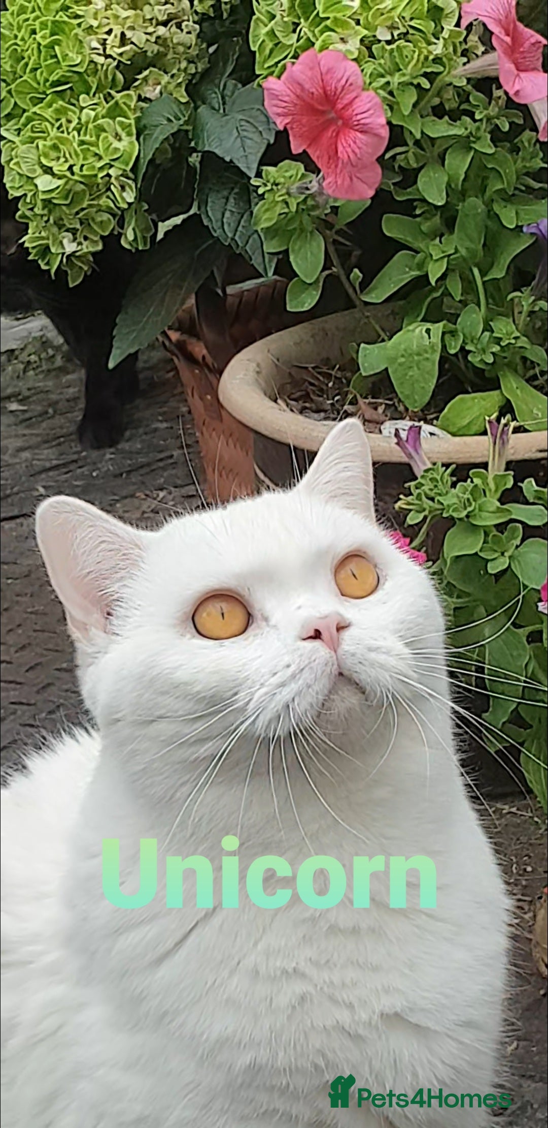 British Shorthair cats for sale: Closing of BSH cattery, 50% discount  - Image 3