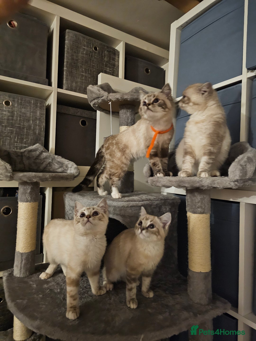 British Shorthair cats for sale: British short hair kittens available  - Image 2