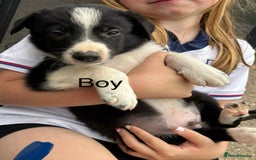 Border Collie dogs for sale: Border collie pups - Image 26