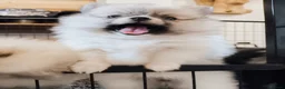 Pomeranian dogs for sale: 1 girl left - KC registered pomeranian puppies - Advert 27