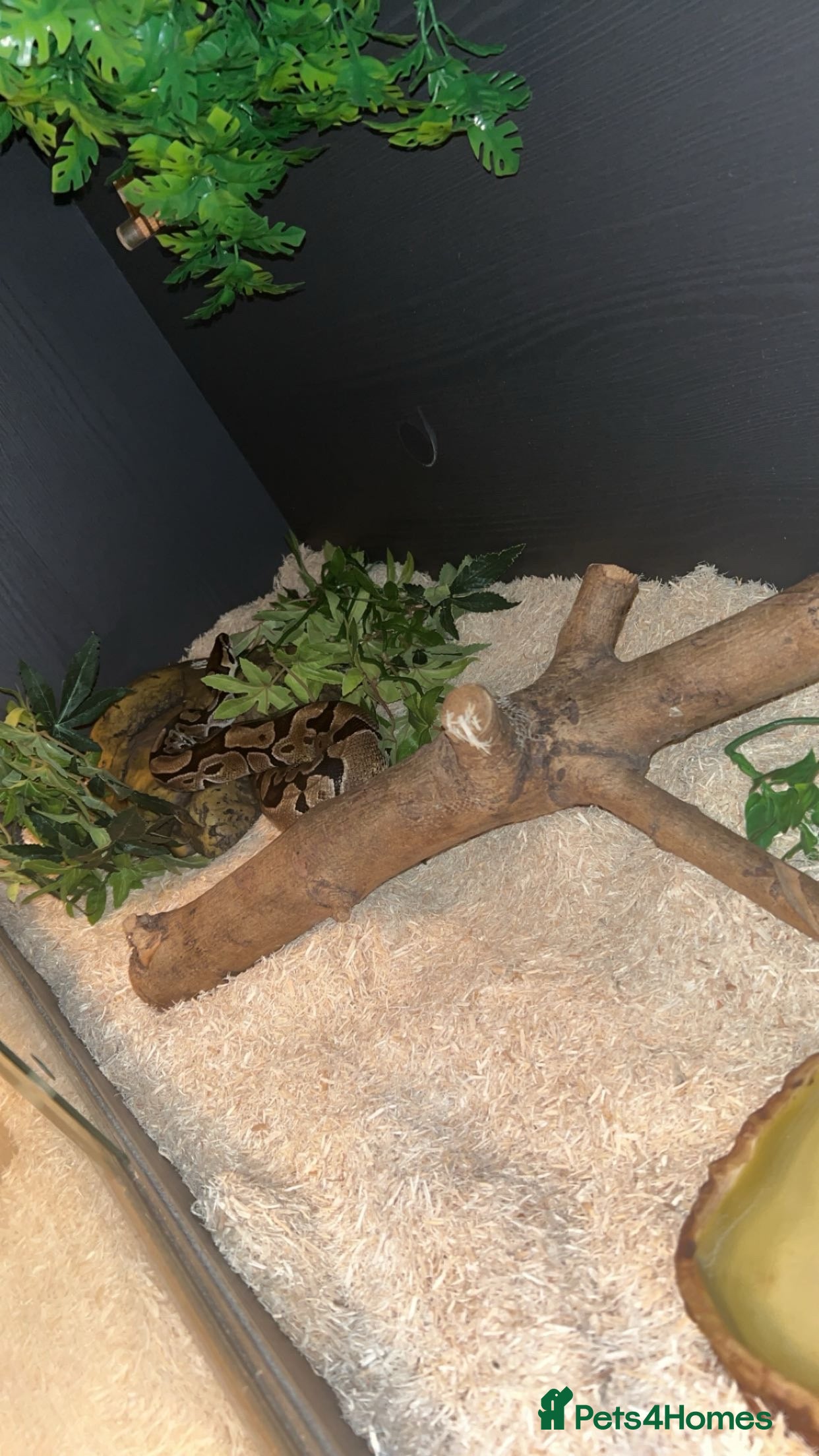 Python Snake reptiles 4 year old Ball Python - Advert 8