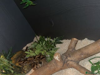 Python Snake reptiles 4 year old Ball Python - Advert 1