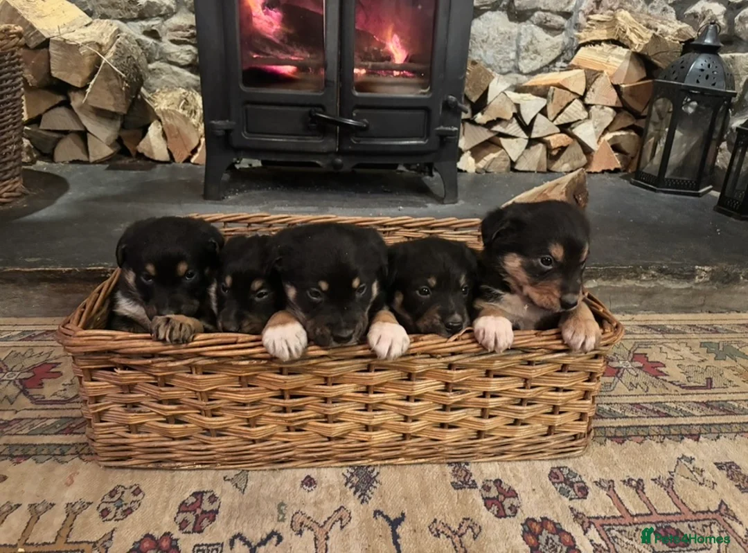 Mixed Breed dogs for sale: Adorable Bundles of Joy - Advert 1