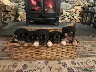 Mixed Breed dogs Adorable Bundles of Joy - Advert 3