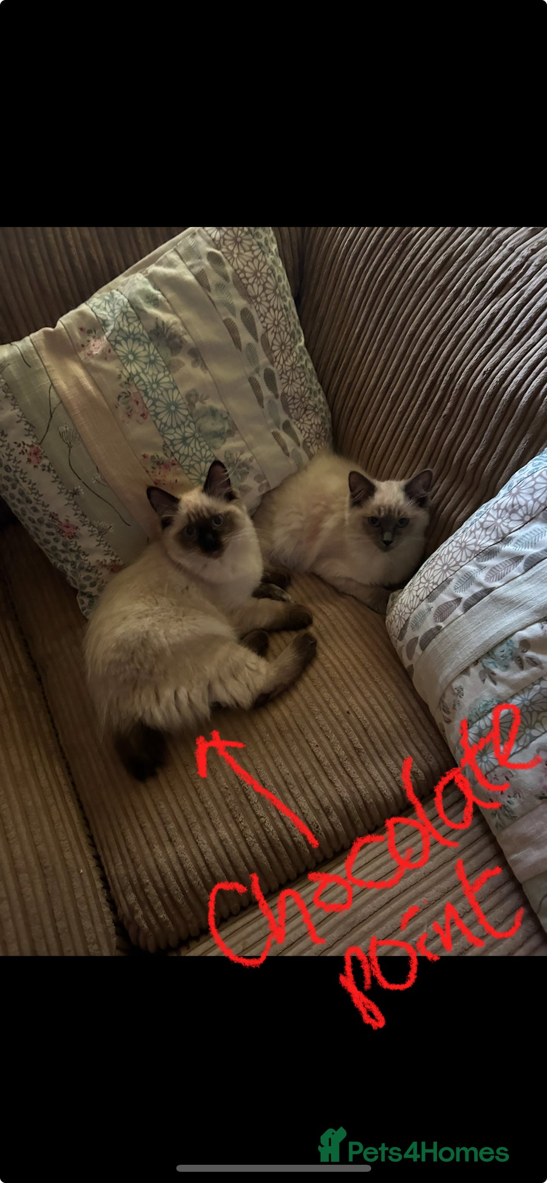 Ragdoll cats for sale: Ragdoll kittens - male - Advert 19