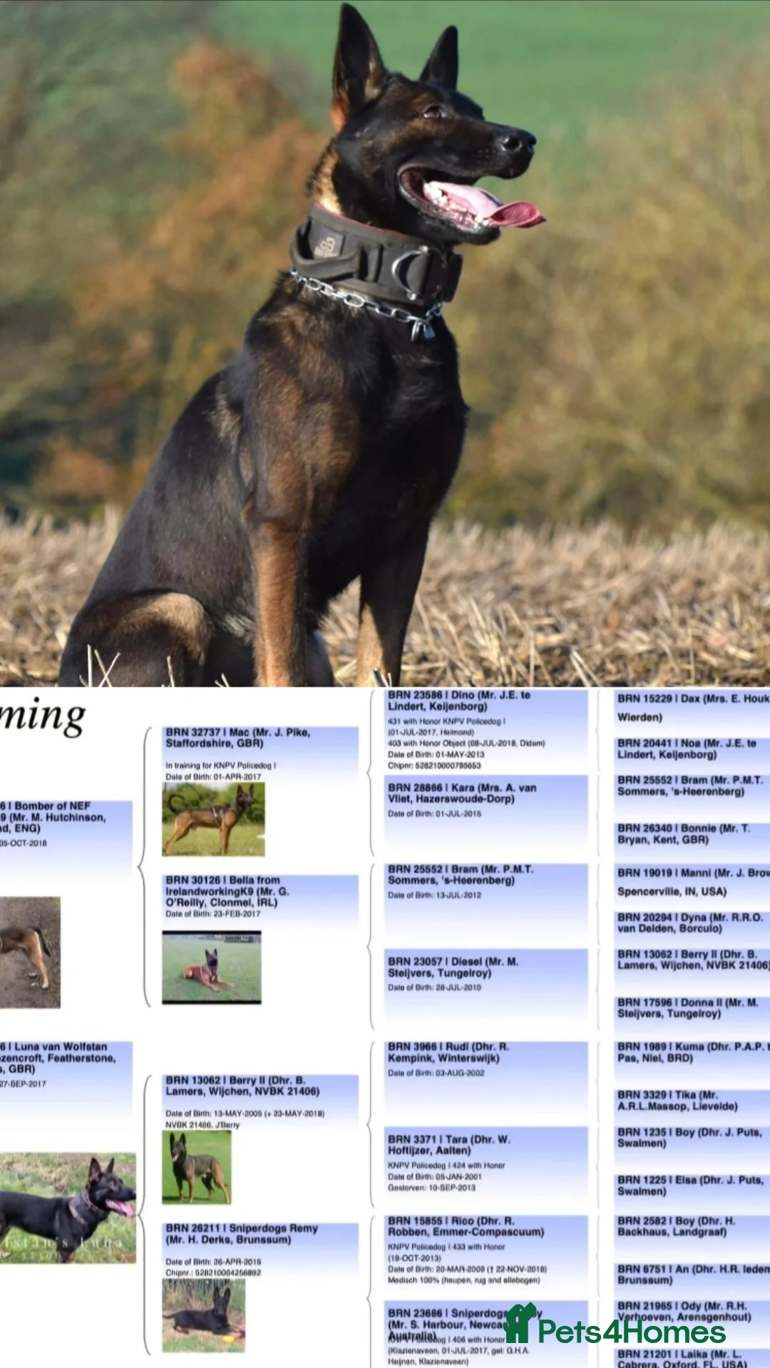 Belgian Shepherd Dog dogs for sale: Exclusive bloodlines  - Advert 22
