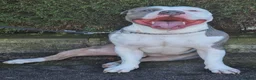 American Bully dogs for sale: American Bully boy is looking for loving home.  in Blackburn - Advert 5