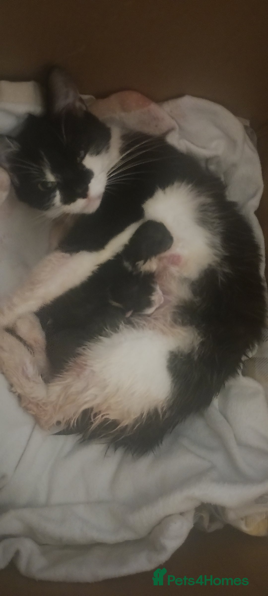 Mixed Breed cats for sale: Beautiful mixed litter for reservation  - Advert 2
