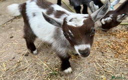 Goats livestock for sale: Gorgeous Chocolate & White Female Baby Pigmy - Image 2
