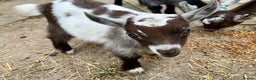 Goats livestock for sale: Gorgeous Chocolate & White Female Baby Pigmy - Advert 9
