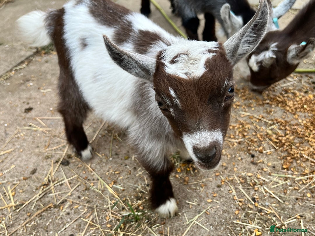 Goats livestock for sale: Gorgeous Chocolate & White Female Baby Pigmy - Image 2