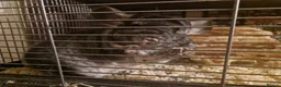 Chinchilla rodents for sale: 2 female chinchillas - Advert 4