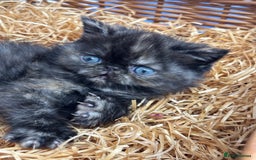 Exotic cats for sale: FEMALE SMOKE TORTOISESHELL EXOTIC KITTEN ( RARE) - Image 3