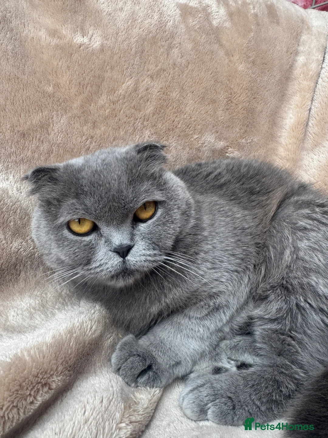 Scottish Fold cats for sale: Scottish fold - Advert 1