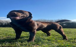 Labrador Retriever dogs for sale: Beautiful Dark Chocolate Labrador Retriever Bitch  - Image 12