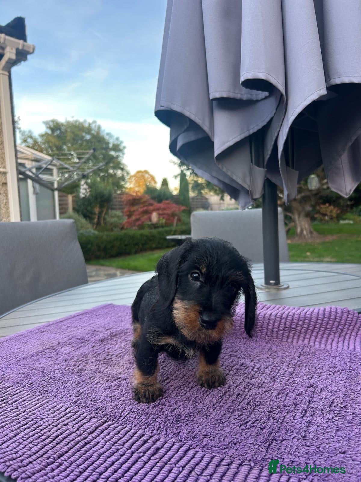 Miniature Dachshund dogs  🐾 Wired Hair Miniature Dachshund Puppies 🐾 - Advert 1