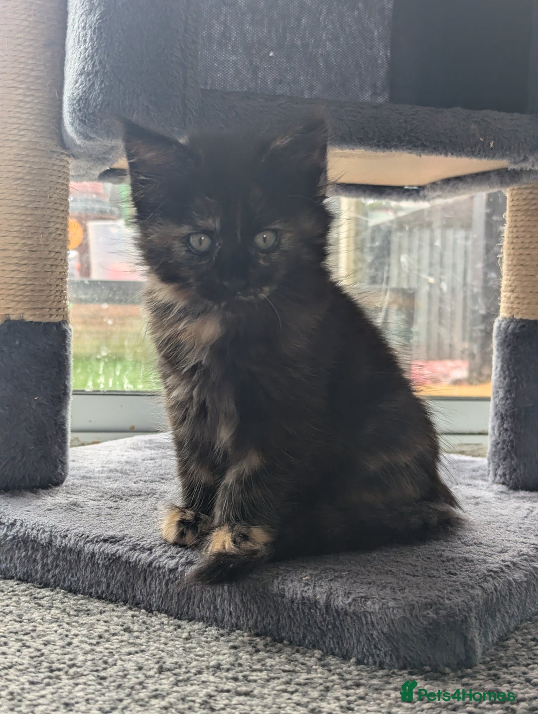 Maine Coon cats for sale: 3 gorgeous healthy full breed Maine coon kittens - Image 2