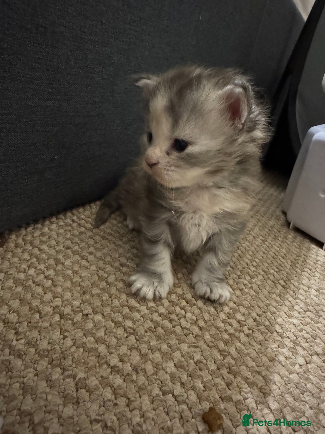 Maine Coon cats for sale: 3 week old mainecoon kittens - Advert 12