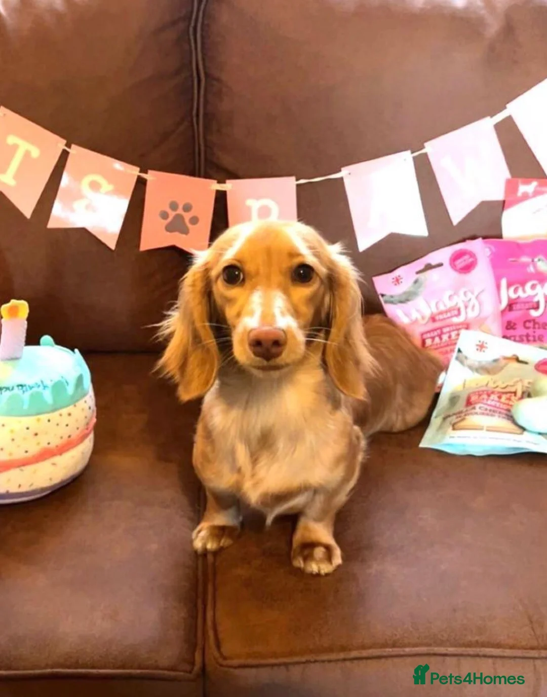 Miniature Dachshund dogs for sale: Miniature Dachshund Boy KC Registered in Hayling Island - Advert 9