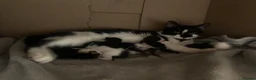 Mixed Breed cats for sale: 4 kittens looking for home.  in Castleford - Advert 2