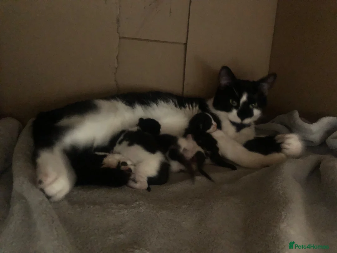 Mixed Breed cats for sale: 4 kittens looking for home.  in Castleford - Advert 2