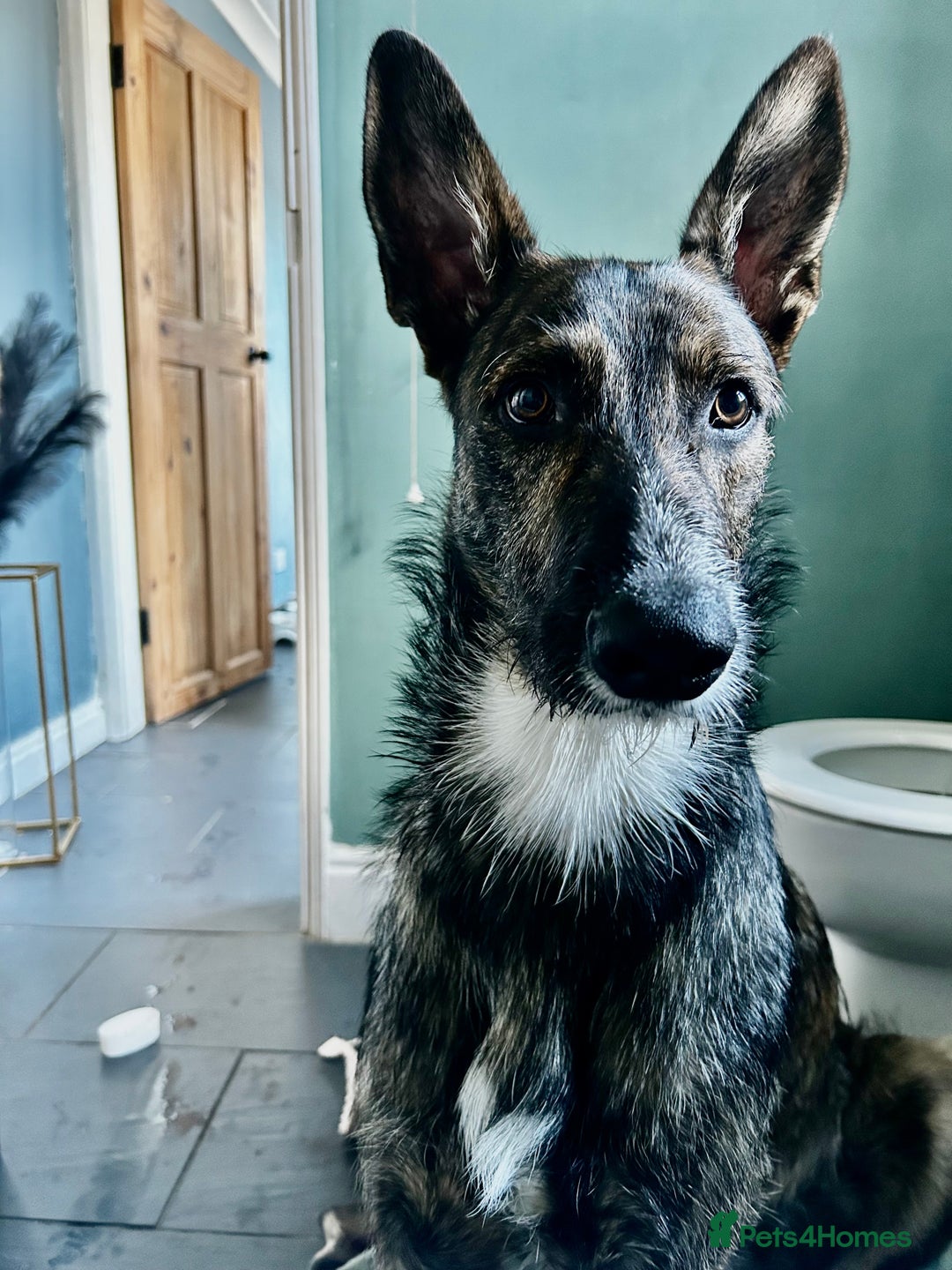 Mixed Breed dogs for sale: Belgian malinois x lurcher 10 months  - Image 5