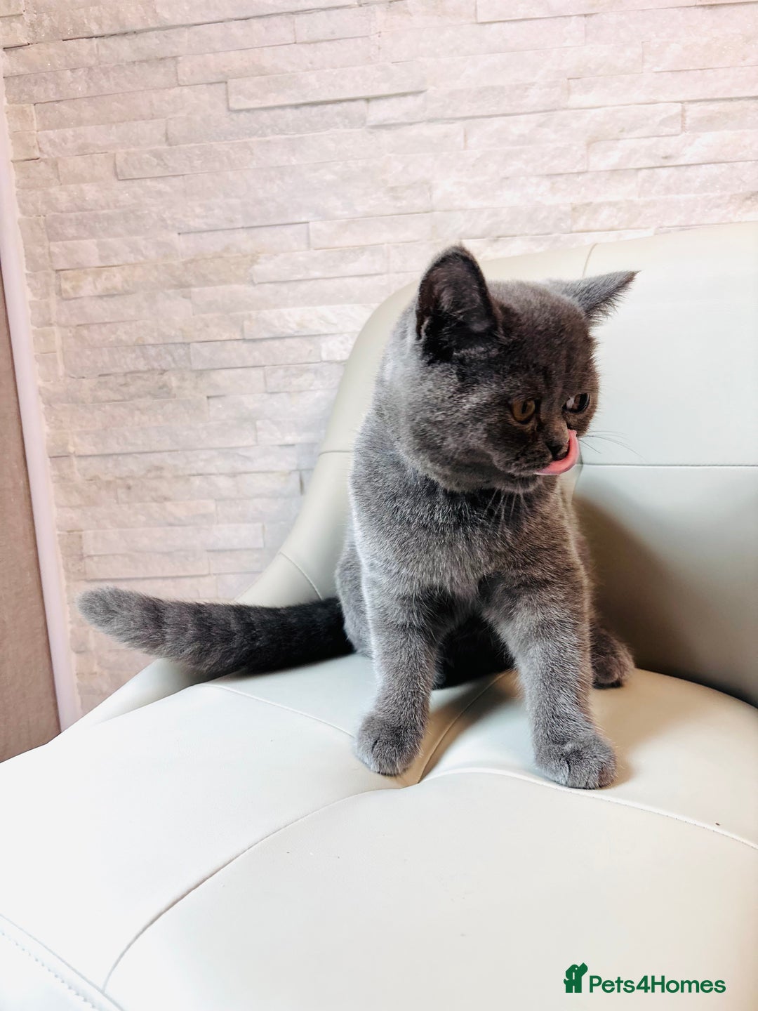 British Shorthair cats for sale: British Shorthair - Image 12