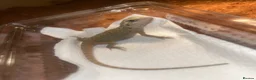 Bearded Dragon reptiles for sale: Baby hypo/hypo leatherbacks bearded dragons  - Advert 5