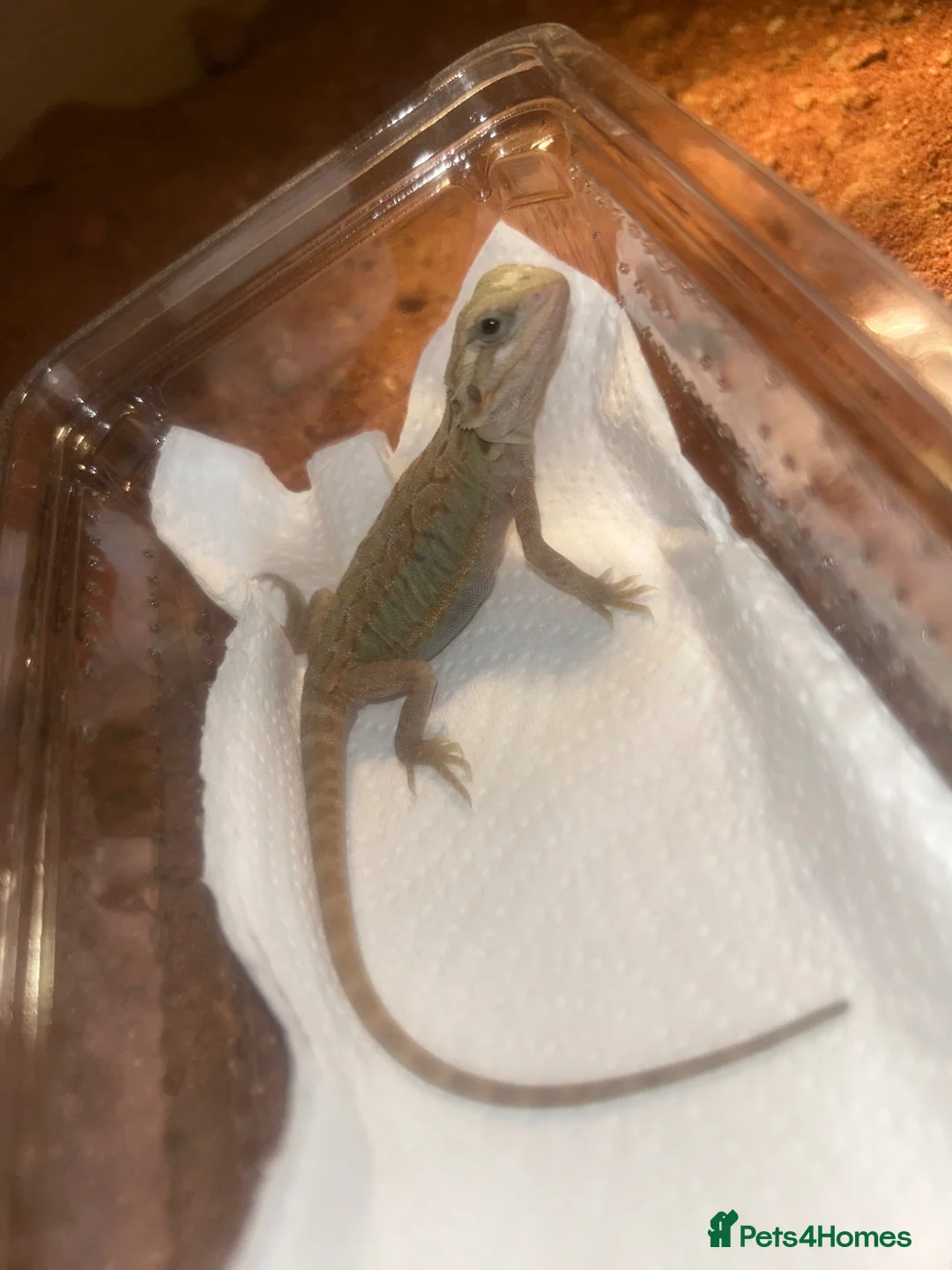 Bearded Dragon reptiles for sale: Baby hypo/hypo leatherbacks bearded dragons  - Advert 5