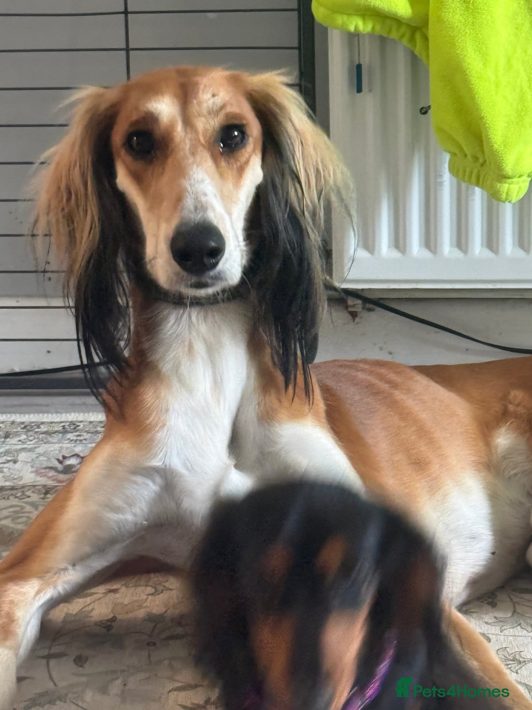 Saluki dogs for sale: 2 year old kc saluki male  - Image 10
