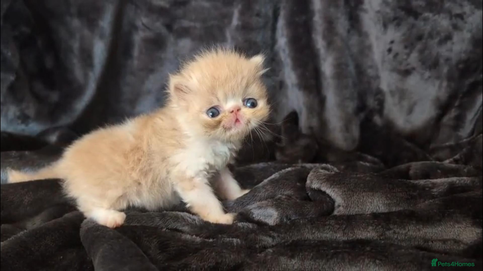 Persian cats Beautiful Persian kittens - Advert 1