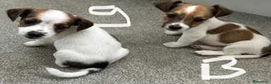 Jack Russell 6