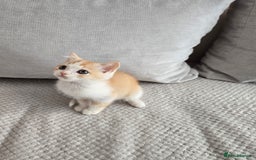 Scottish Fold cats for sale: Scottish Straight purebred kittens  - Image 16