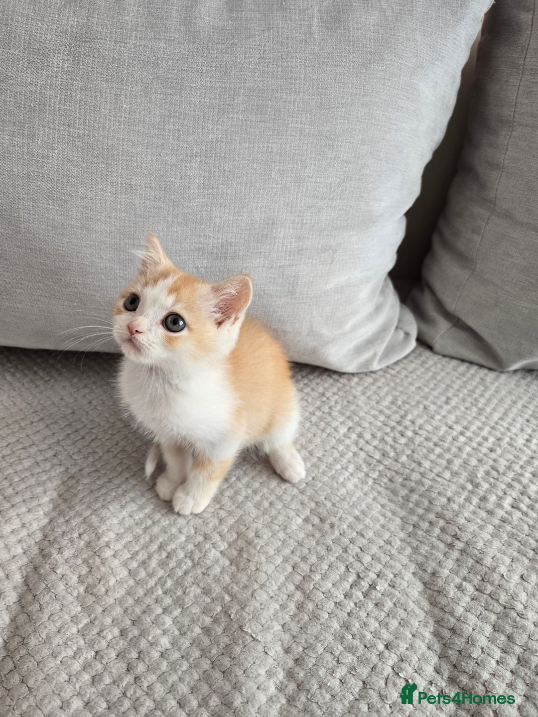 Scottish Fold cats for sale: Scottish Straight purebred kittens  - Image 16
