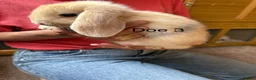 Mini Lop rabbits for sale: Beautiful babies mini lops - Advert 6