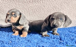 Dachshund dogs for sale: STANDARD DACHSHUND PRA CLR KC REG MANY CHAMPS - Image 3
