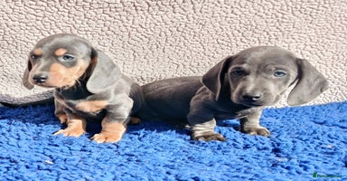 Dachshund dogs - Advert 4