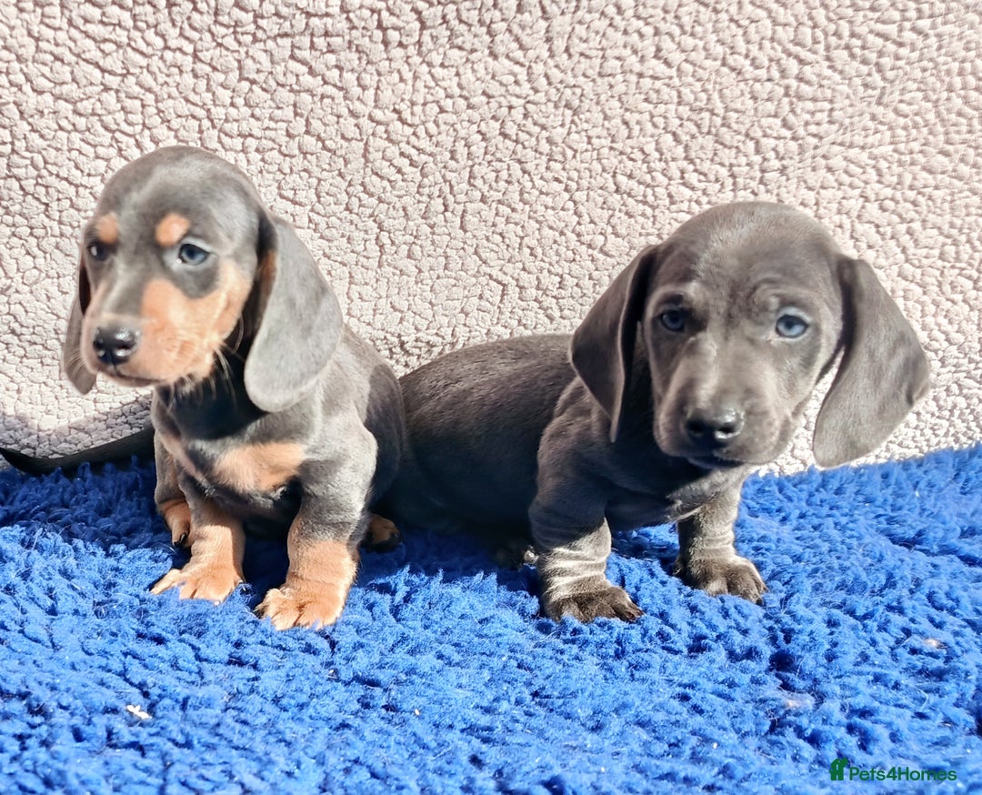 Dachshund dogs for sale: STANDARD DACHSHUND PRA CLR KC REG MANY CHAMPS - Image 3
