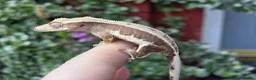 Gecko reptiles for sale: Crested geckos  - Advert 10
