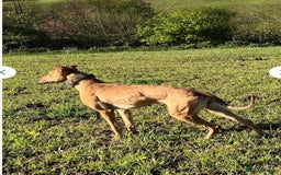 Lurcher dogs for sale: Lurcher puppies - Advert 11