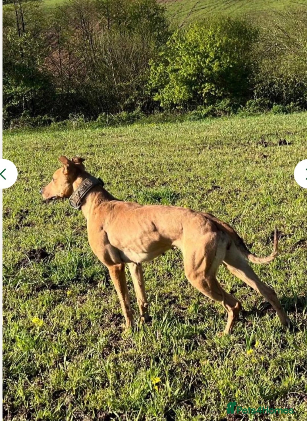 Lurcher dogs for sale: Lurcher puppies - Advert 11