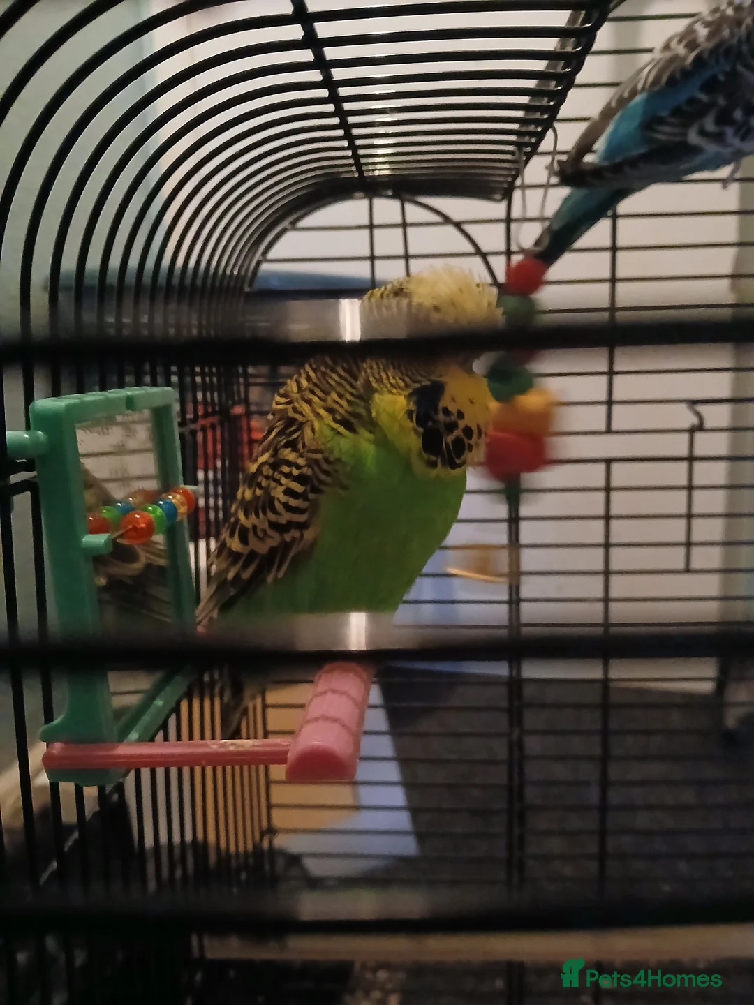 Budgerigars birds for sale: BUDGIES FOR SALE - Advert 7