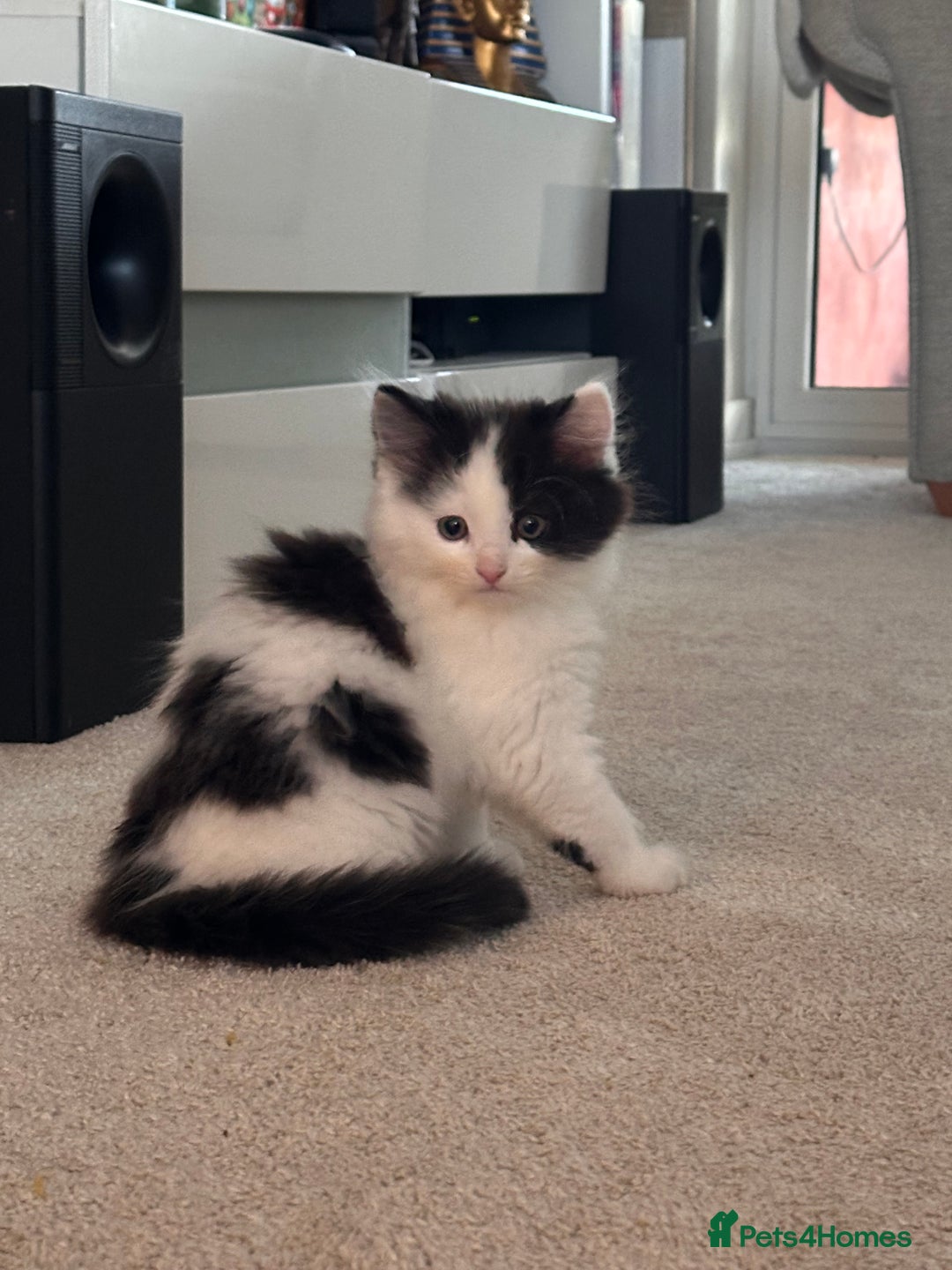 Mixed Breed cats for sale: 2 girls and 1 boy is available for re homing  - Advert 6