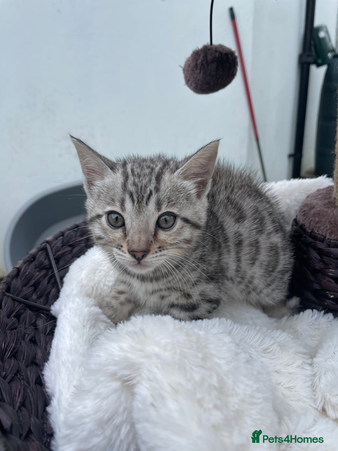 Bengal cats for sale: 3 Pure Bengals left  - Image 19