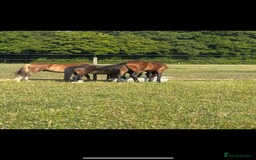 Welsh Section A horses for sale: Beautiful mare for sale  - Image 5