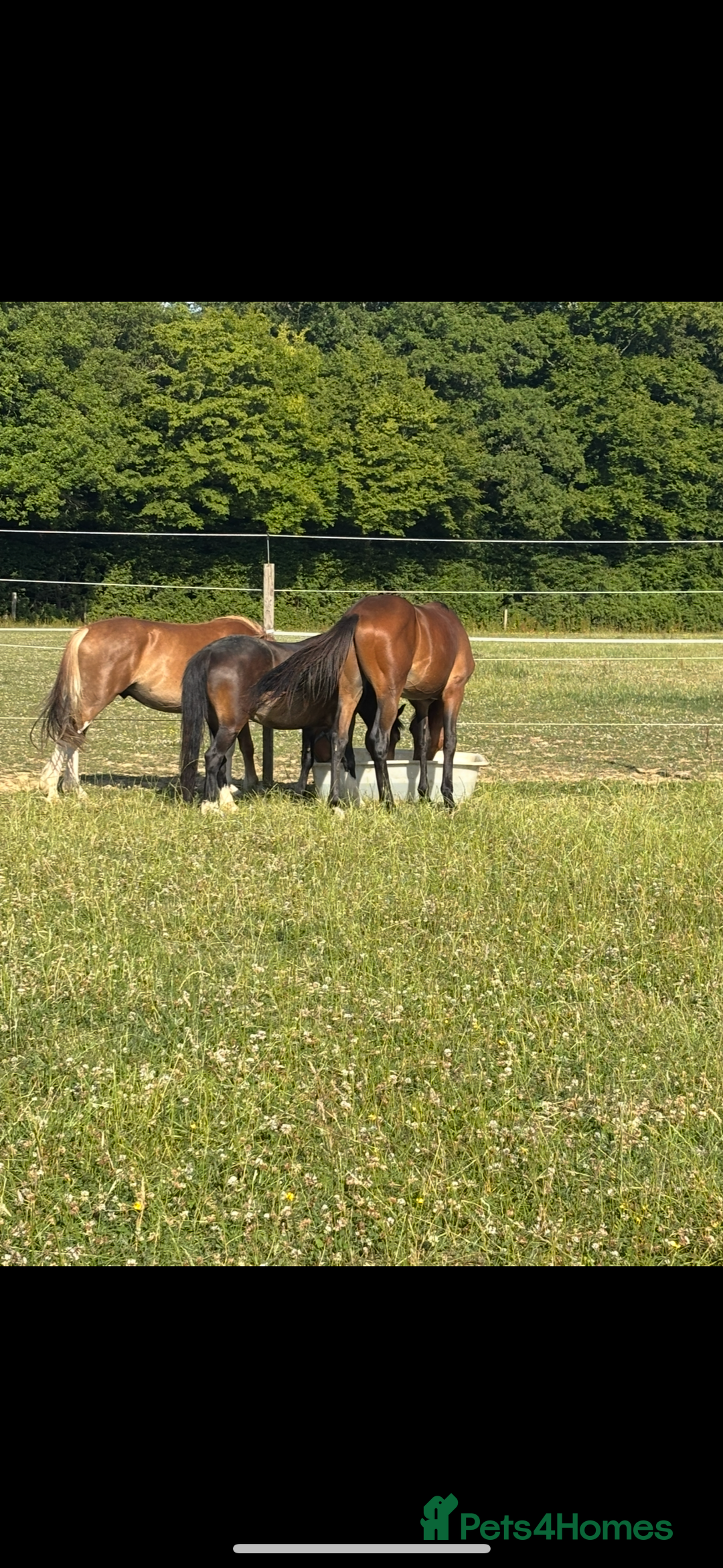 Welsh Section A horses for sale: Beautiful mare for sale  - Image 5