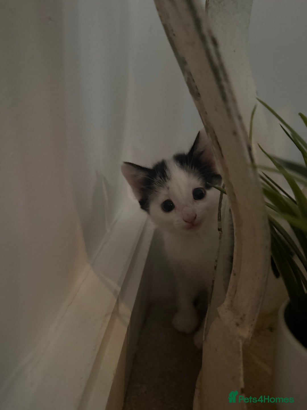 British Shorthair cats for sale: 4 kittens - Advert 4